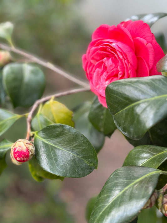 Καμέλια (Japanese camellia)