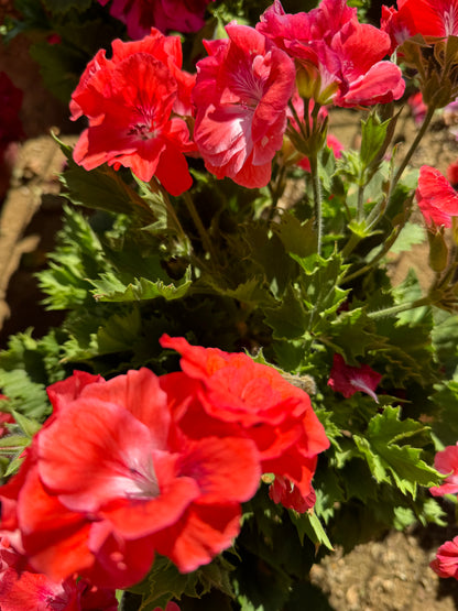 Πελαργόνι (Geranium)