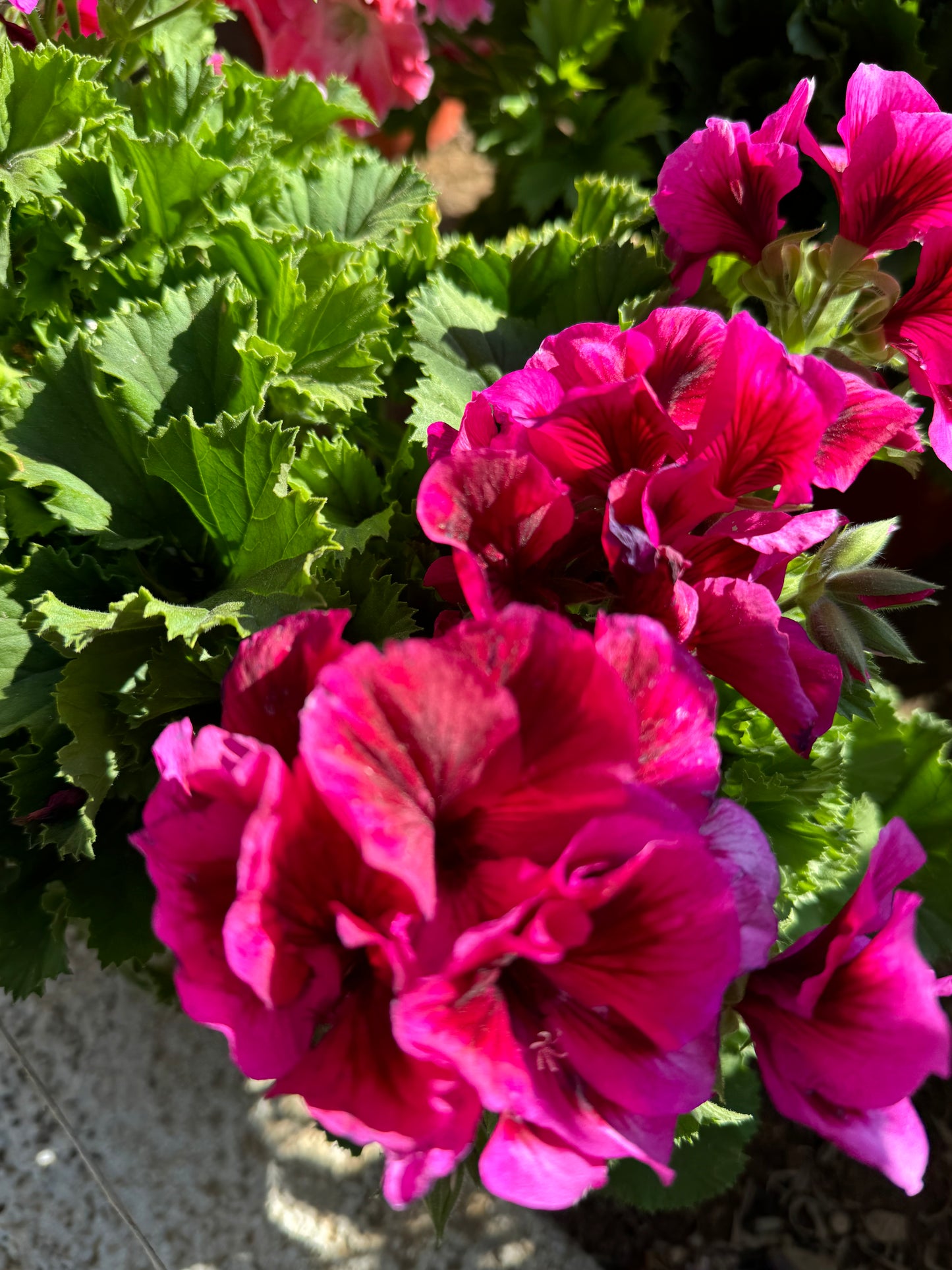 Πελαργόνι (Geranium)