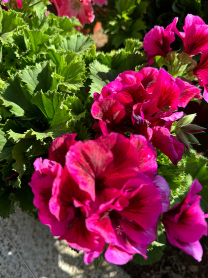 Πελαργόνι (Geranium)