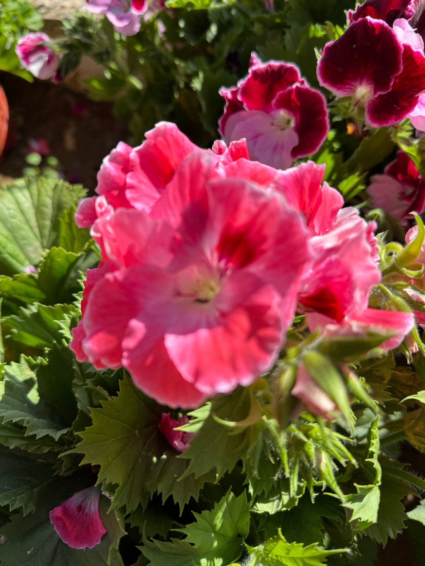 Πελαργόνι (Geranium)