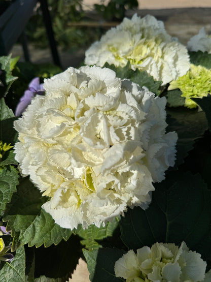 Ορτανσία (Hydrangea)