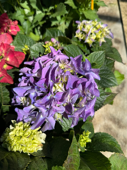 Ορτανσία (Hydrangea)