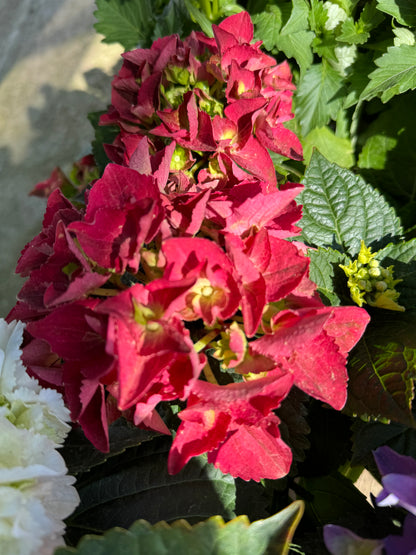 Ορτανσία (Hydrangea)