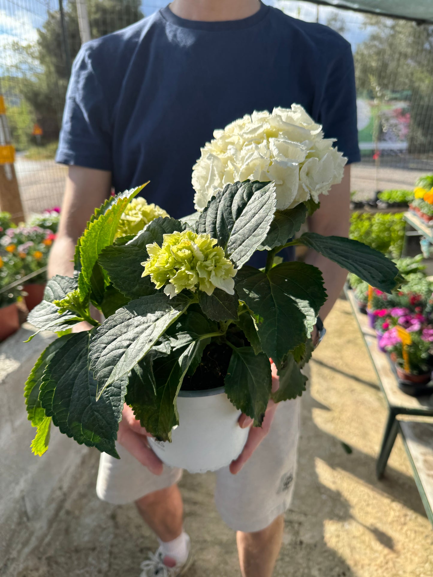 Ορτανσία (Hydrangea)