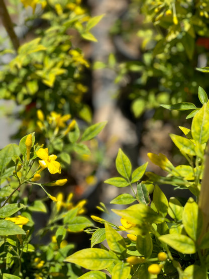 Γιασεμί κίτρινο (Jasminum nudiflorum - Winter Jasmine)