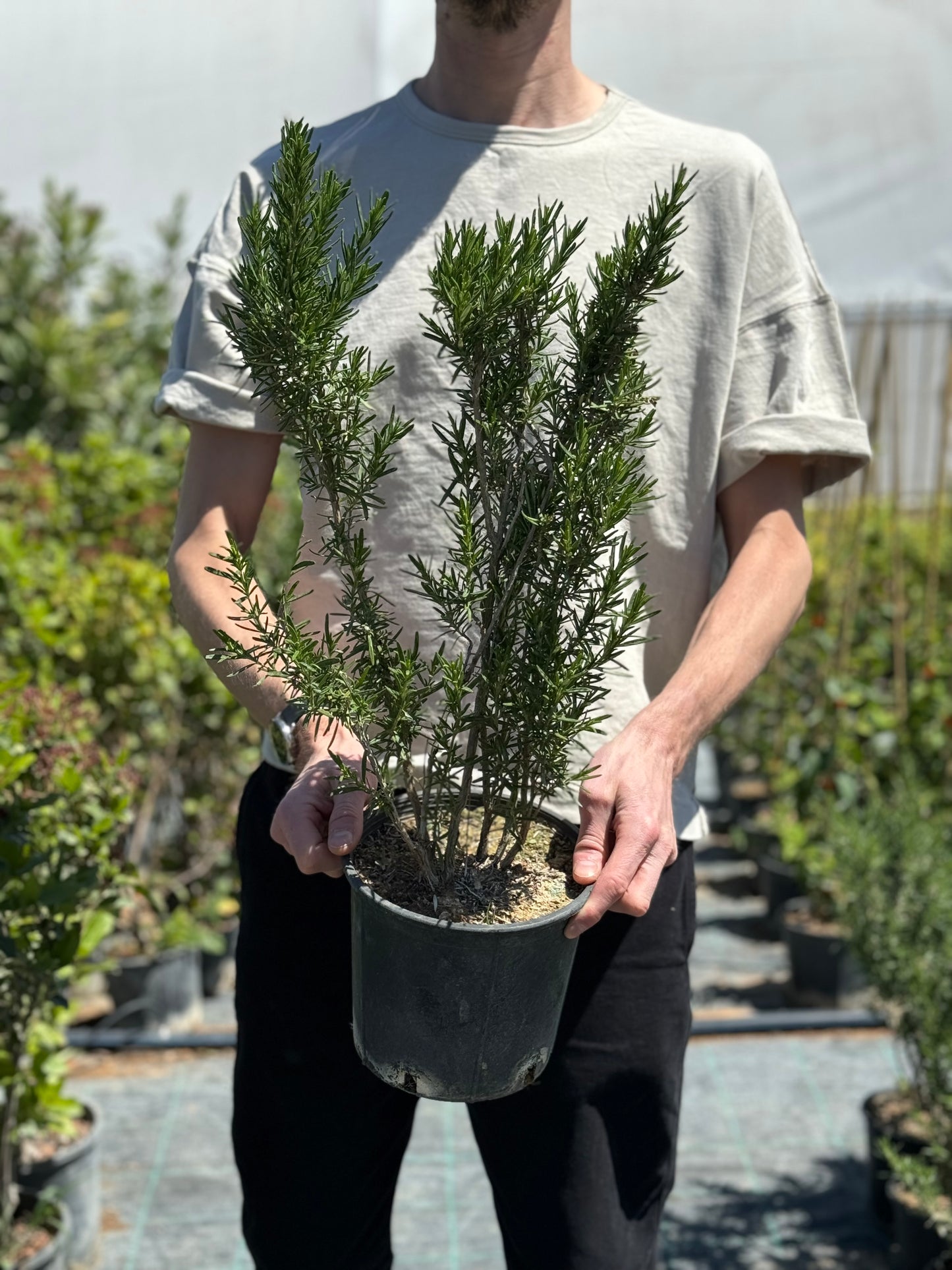 Δενδρολίβανο (Rosmarinus officinalis - Rosemary)