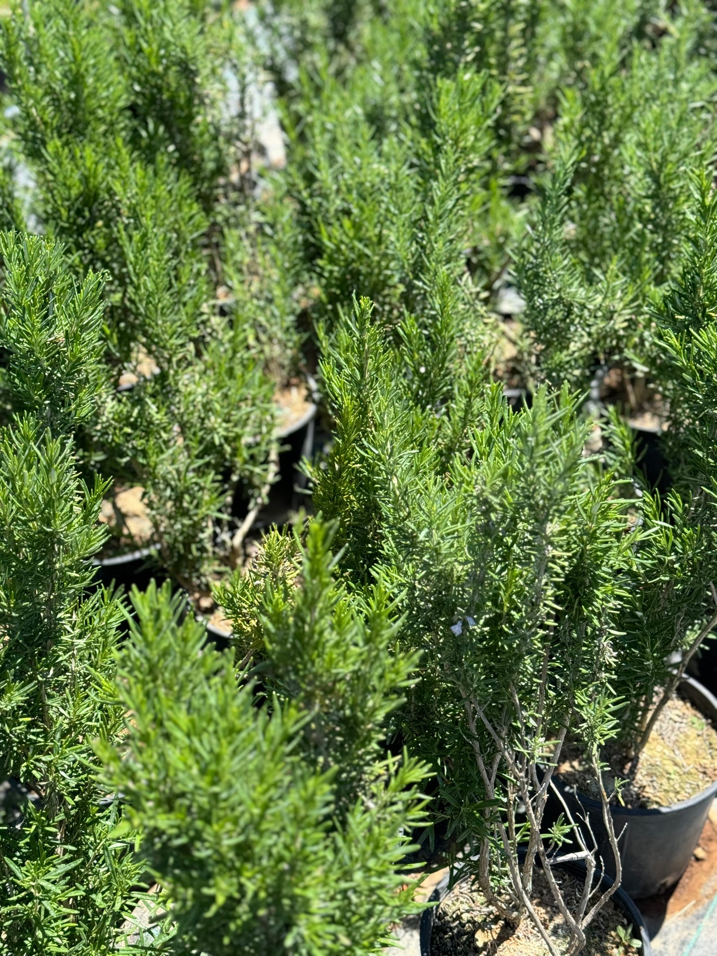 Δενδρολίβανο (Rosmarinus officinalis - Rosemary)