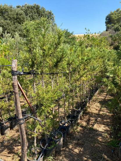 Κυπαρίσσι Λέυλαντ (Cupressus leylandii - Leyland Cypress)