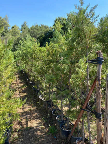 Κυπαρίσσι Λέυλαντ (Cupressus leylandii - Leyland Cypress)