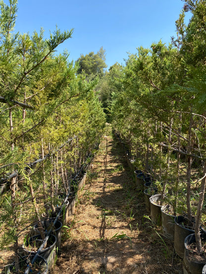 Κυπαρίσσι Λέυλαντ (Cupressus leylandii - Leyland Cypress)