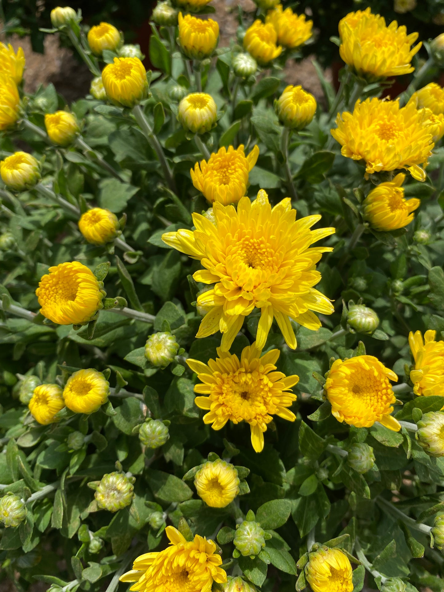 Χρυσάνθεμο (Chrysanthemum)