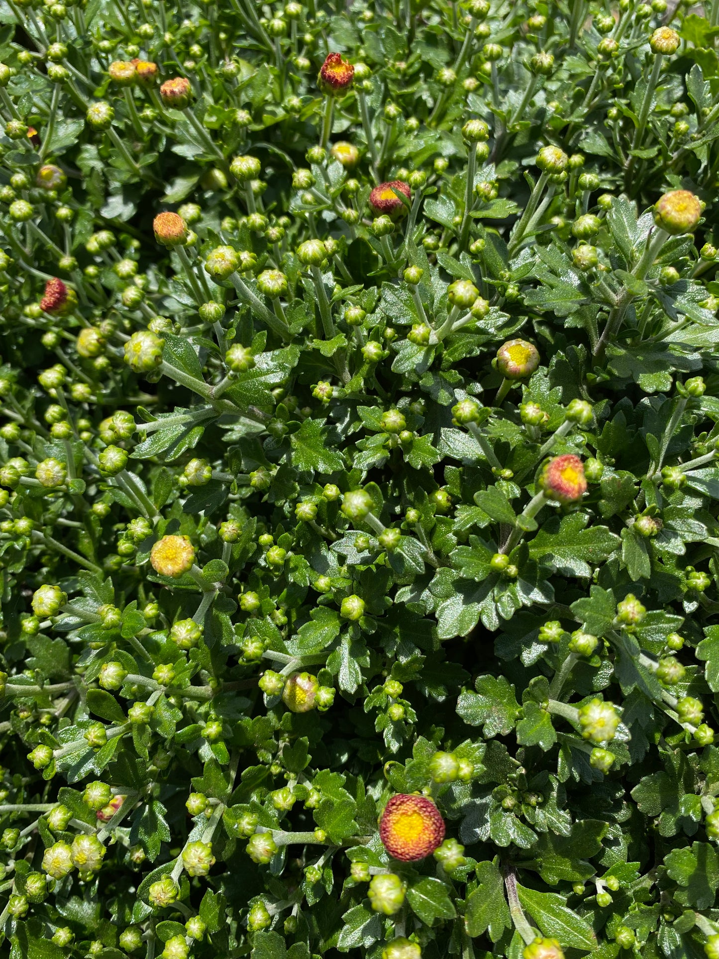 Χρυσάνθεμο (Chrysanthemum)