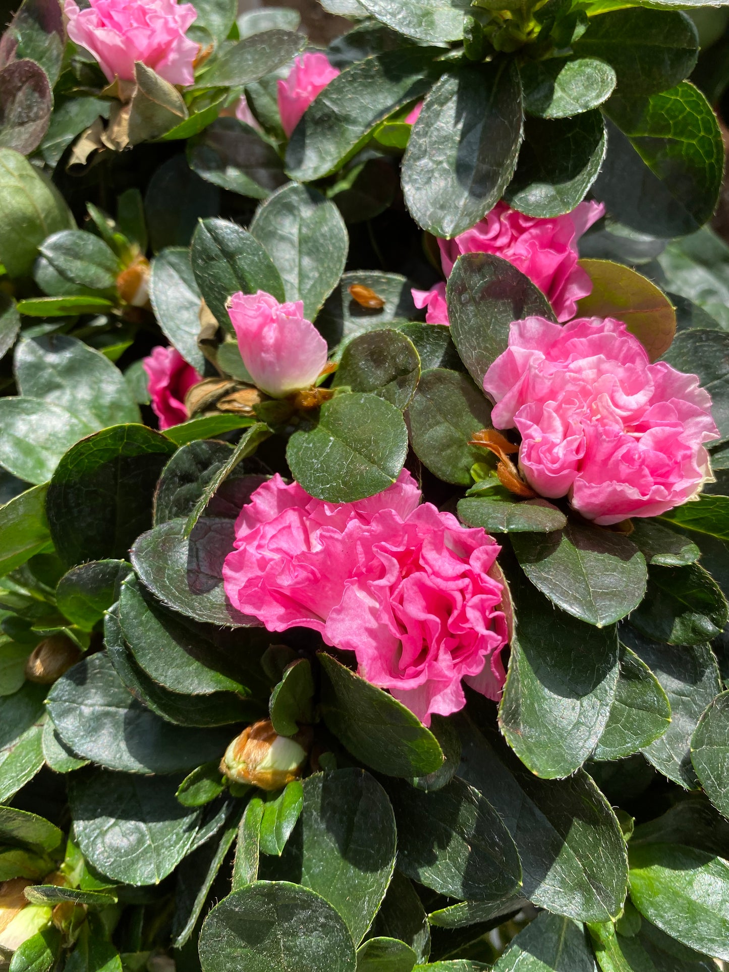 Αζαλέα (Azalea)