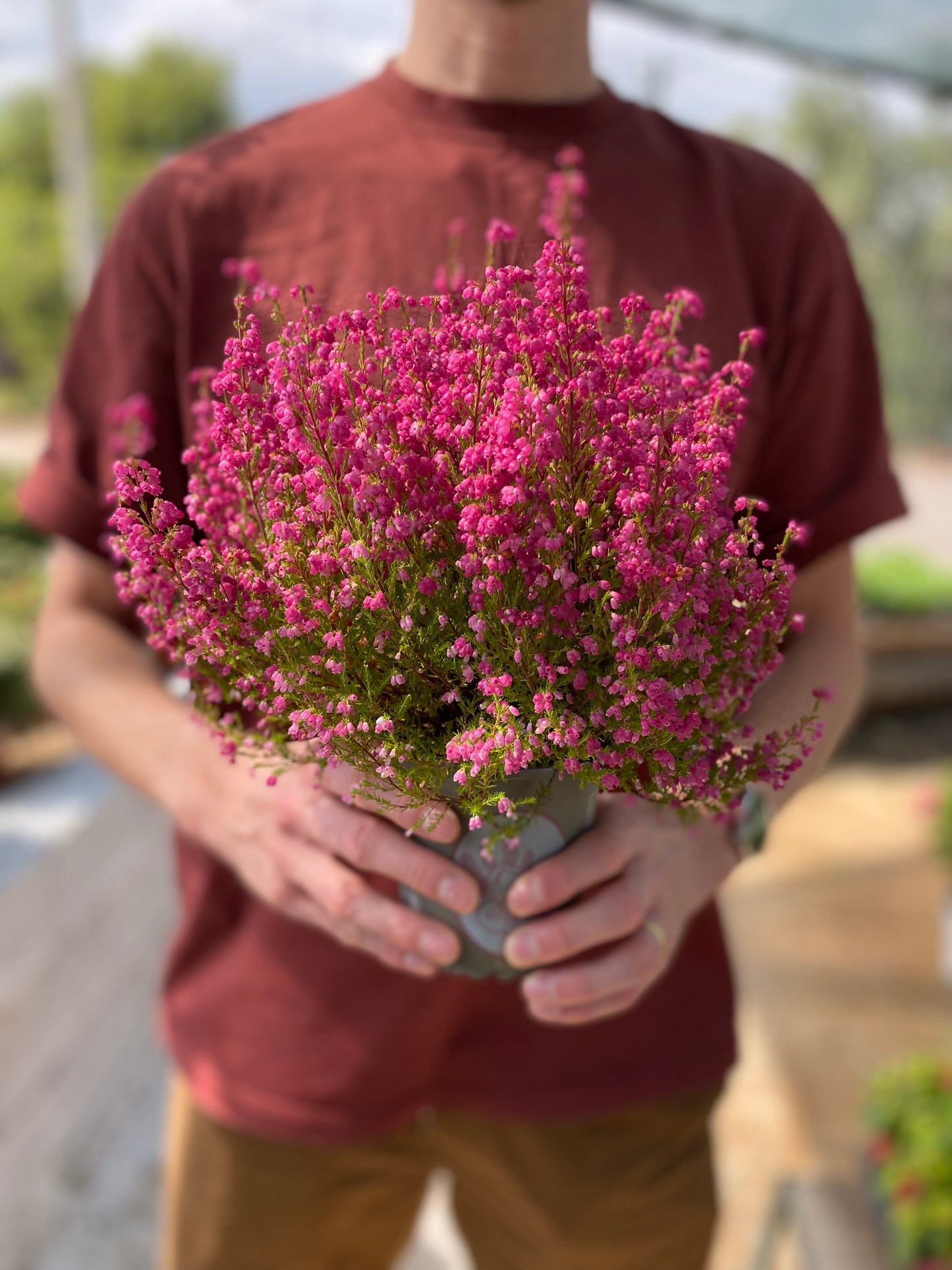 Καλλούνα - Ρείκι (Calluna Vulgaris)