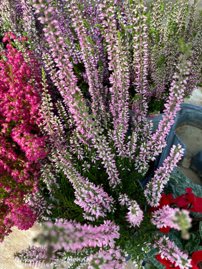 Καλλούνα - Ρείκι (Calluna Vulgaris)