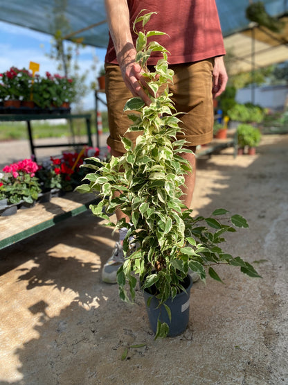 Φίκος μπέντζαμιν (Ficus benjamina - Weeping fig)