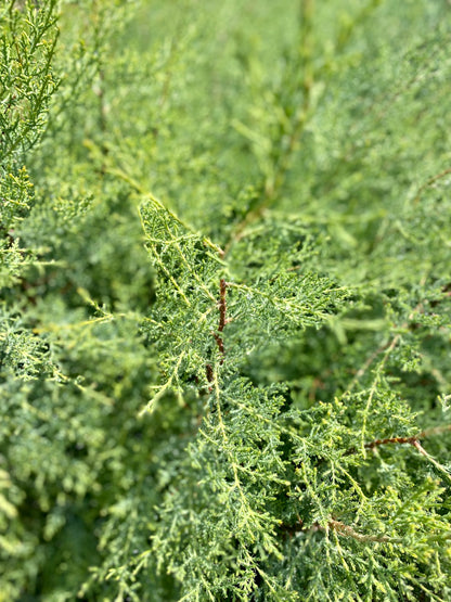 Κυπαρίσσι γλαυκό - Αριζόνας (Cupressus arizonica - Arizona Cypress)