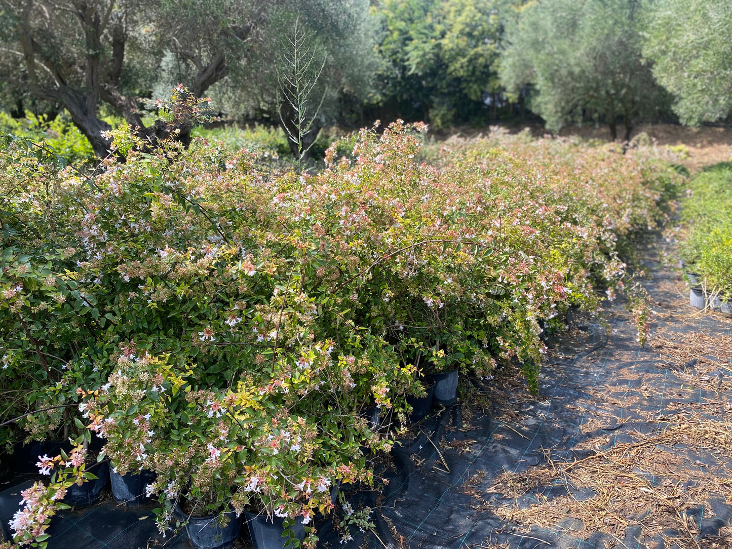 Αμπέλια (Abelia - Grandiflora)