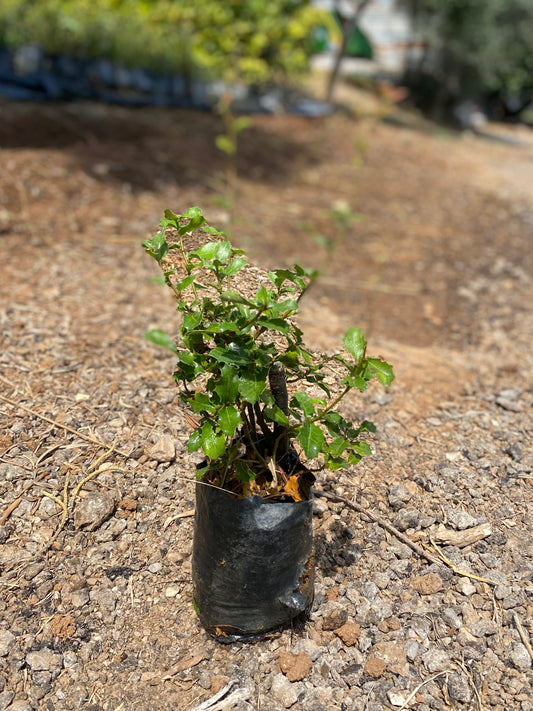 Πουρνάρι - Πρίνος (Quercus coccifera - Kermes Oak)