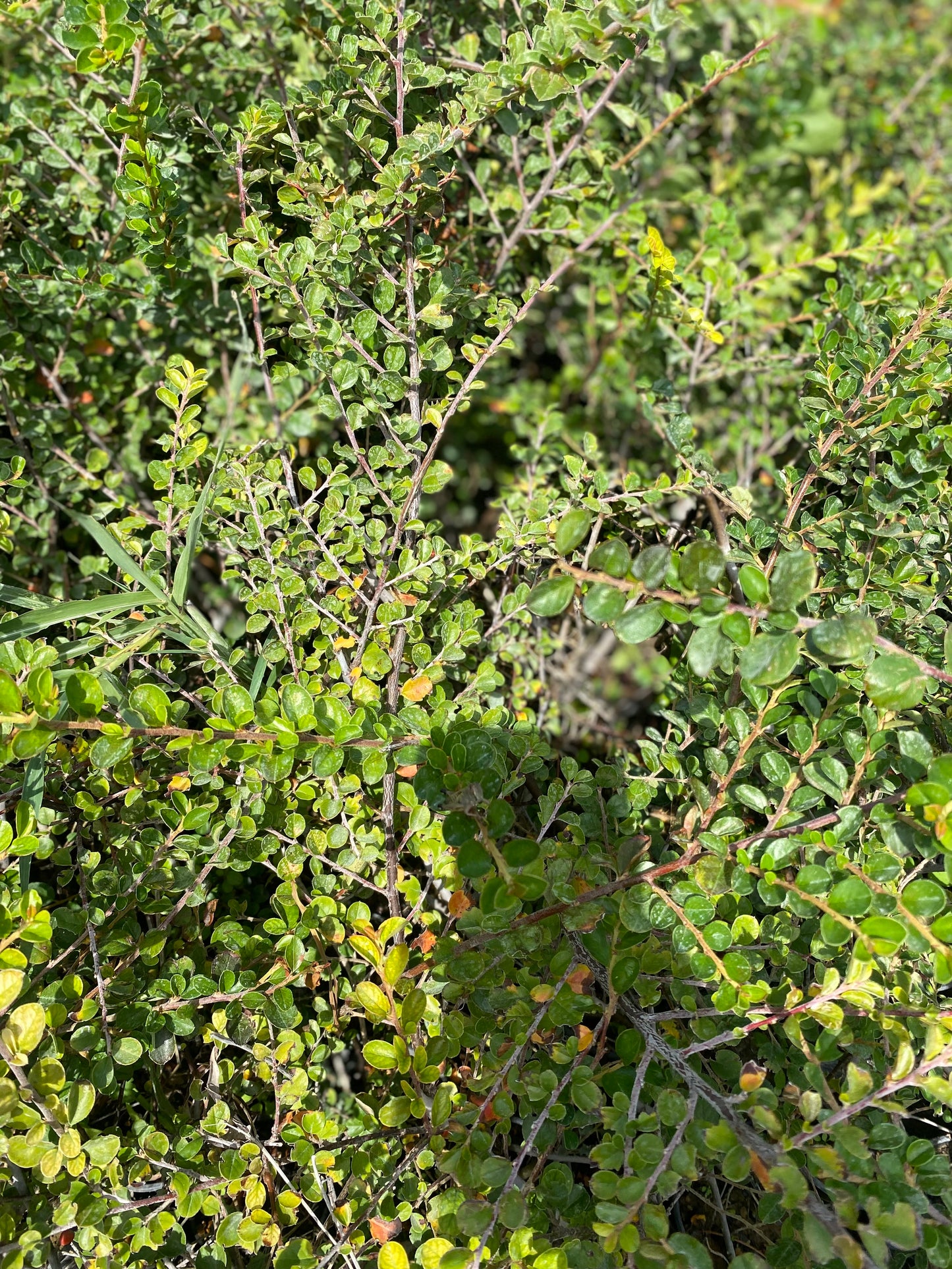 Πυξάρι - Τσιμισίρι (Buxus sempervirens - Common box)