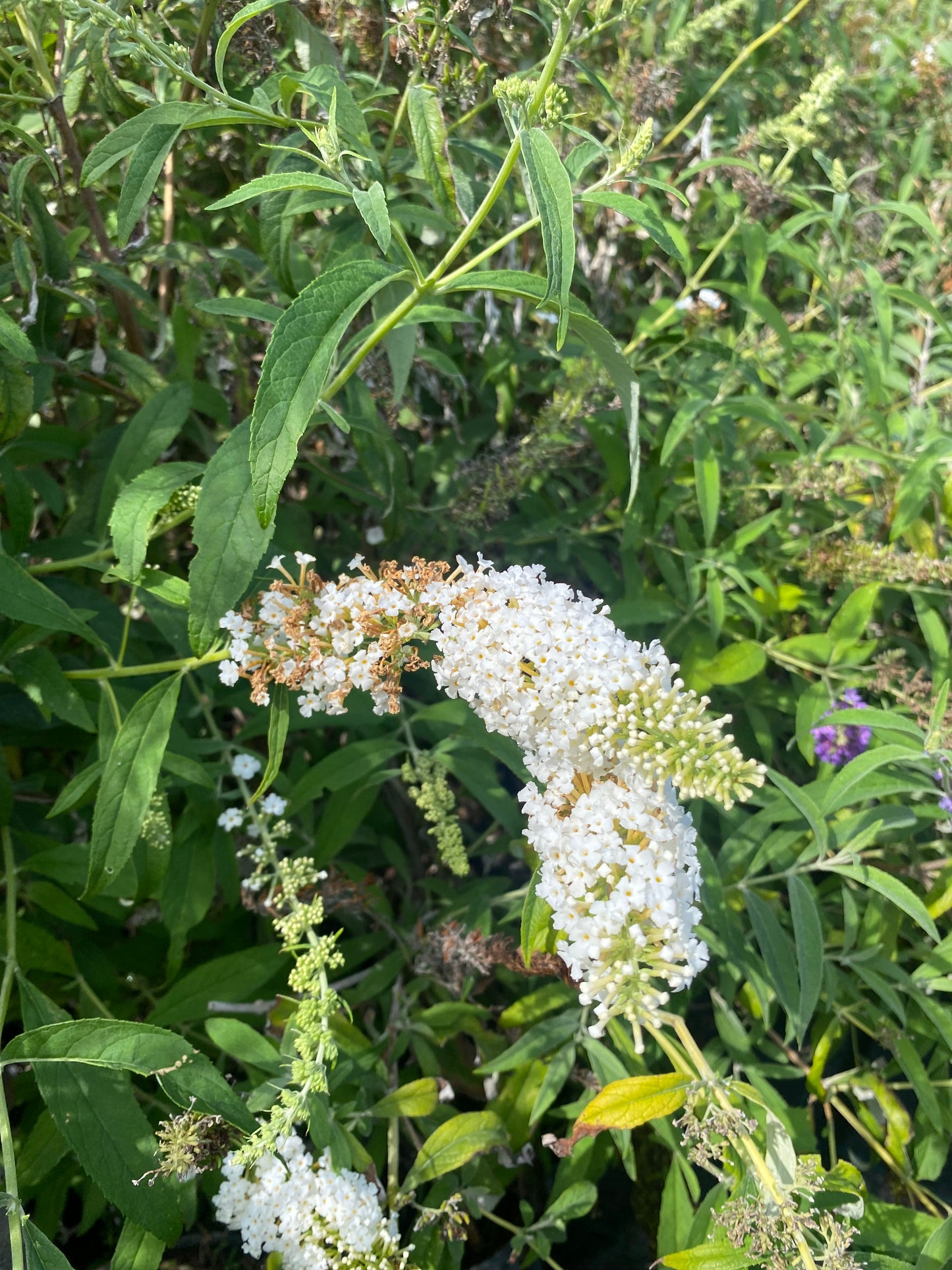 Βουδλέια - Μπουτλέια - Δαβίδιος θάμνος (Buddleja davidii - Butterfly bush)