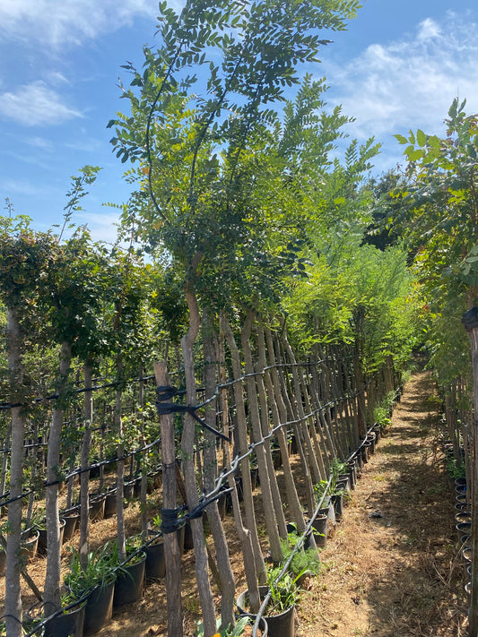 Σοφόρα (Sophora japonica - Pagoda tree)