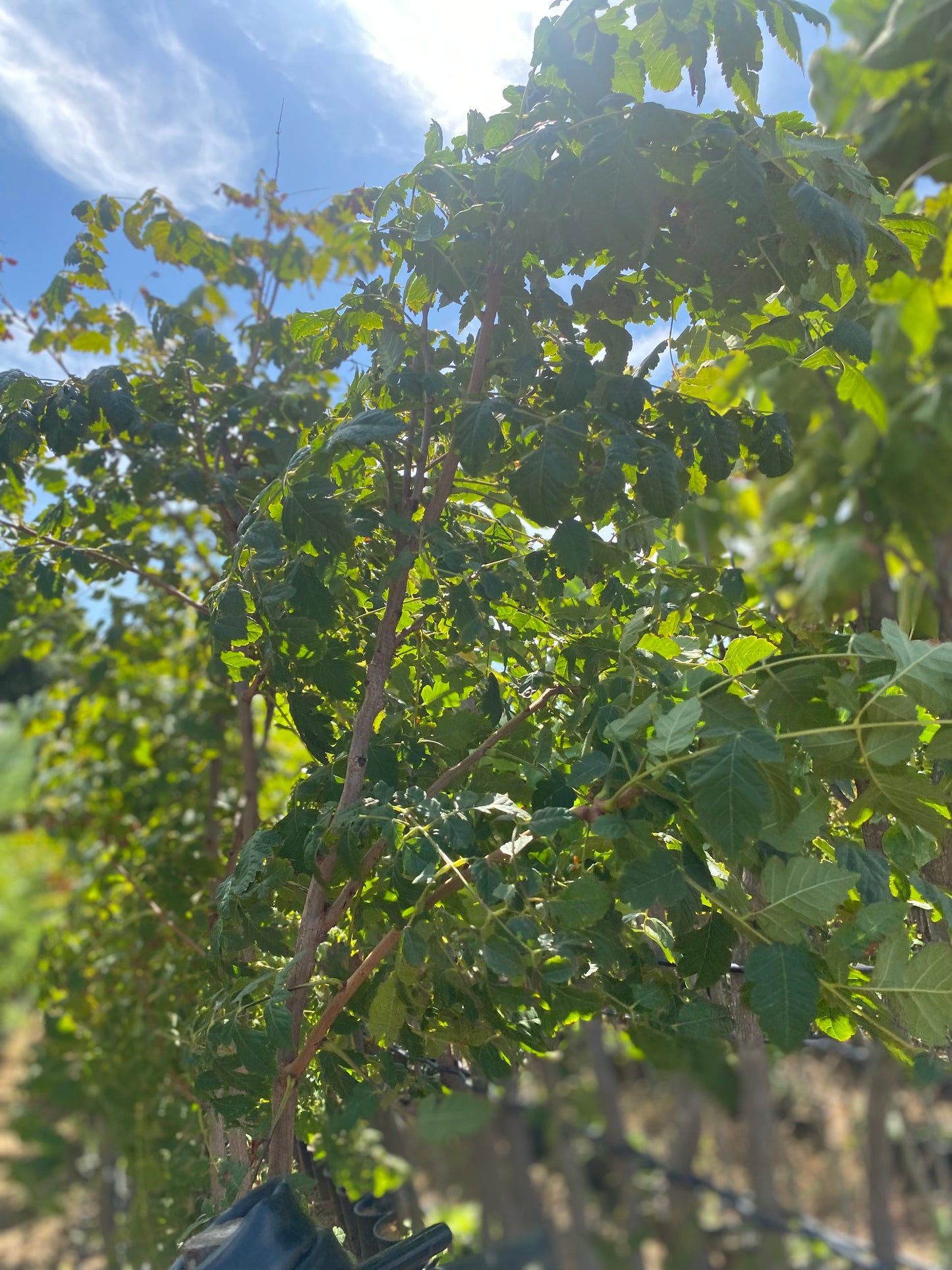 Κερλρευτέρια - Χρυσή βροχή (Koelreuteria paniculata - Goldenrain Tree)