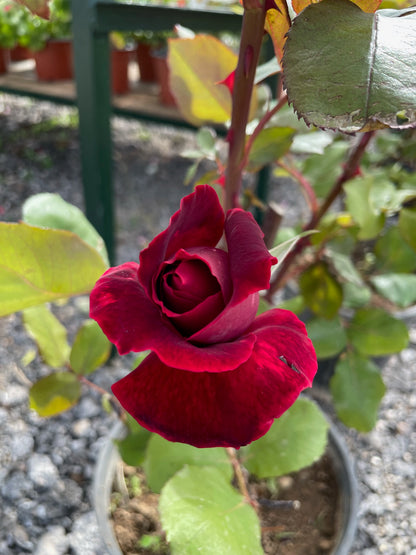 Τριανταφυλλιά (Rose)