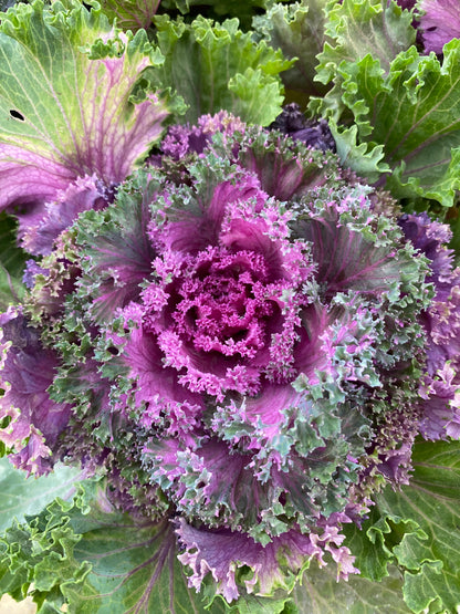 Καλλωπιστικό λάχανο - Γκέϊσα (Ornamental cabbage)