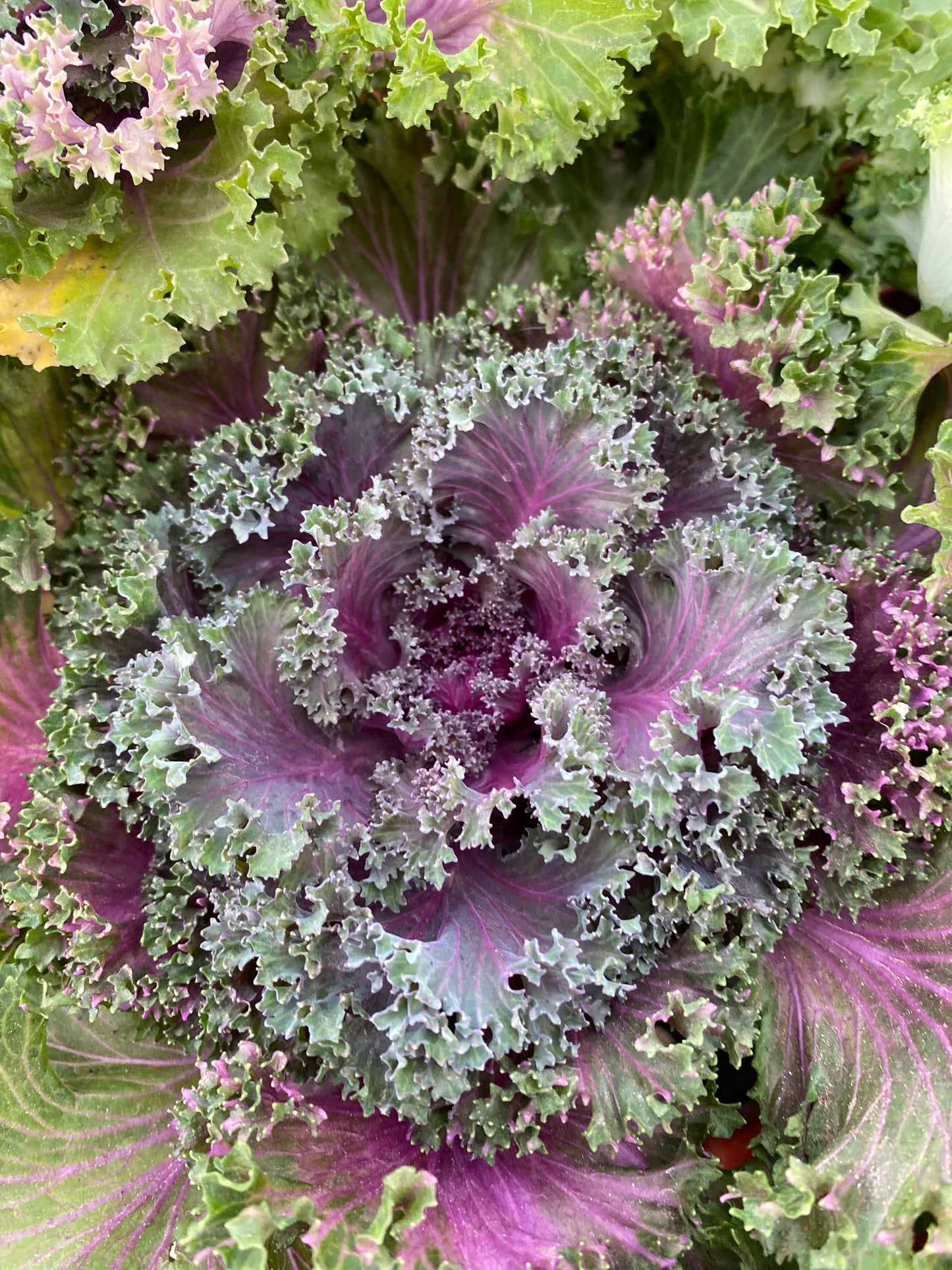 Καλλωπιστικό λάχανο - Γκέϊσα (Ornamental cabbage)