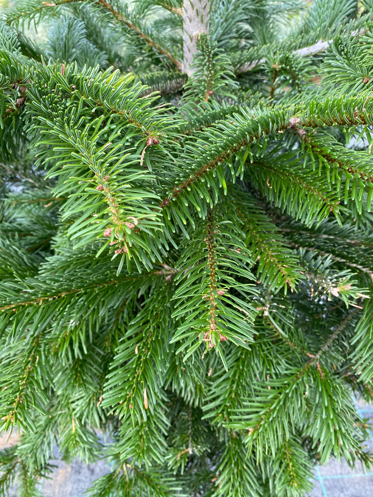 Έλατο σε γλάστρα (fir tree in pot)