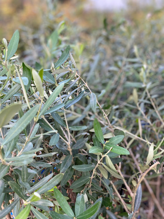 Ελιά μανάκι - κοθρέικη (Kothreiki - manaki olive tree)
