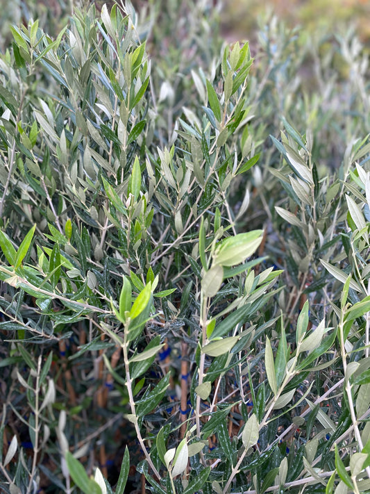 Ελιά κορωνέικη - κορωνιά (Olea europaea - olive tree)