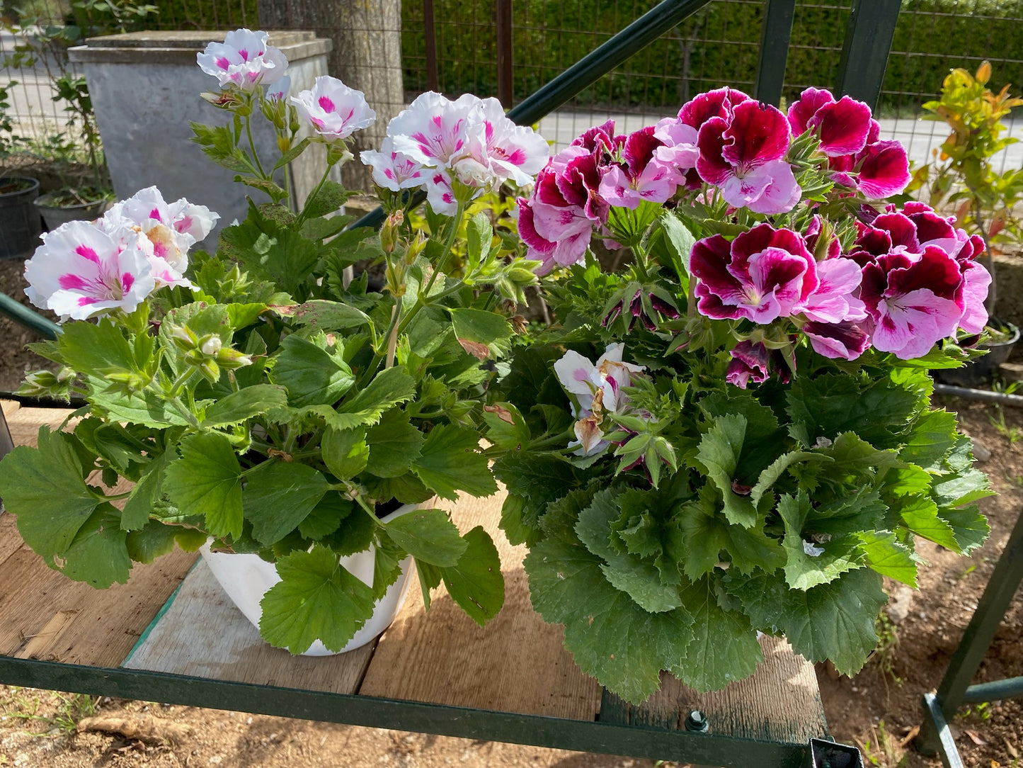 Πελαργόνι (Geranium)