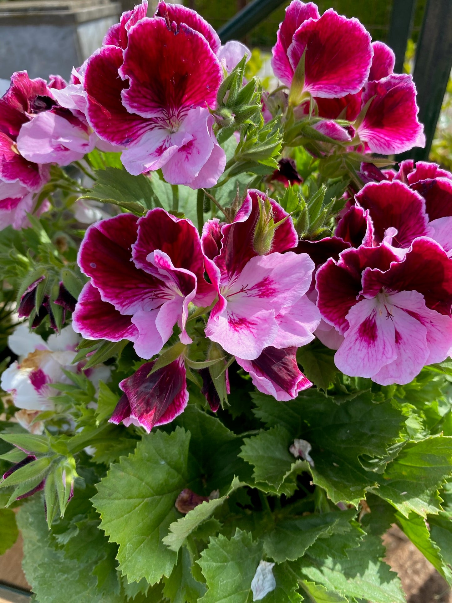 Πελαργόνι (Geranium)