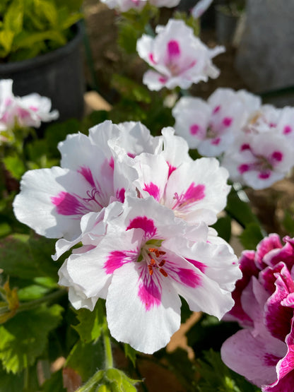 Πελαργόνι (Geranium)