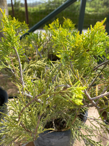 Γιουνίπερος - Άρκευθος (Juniperus - Juniper)