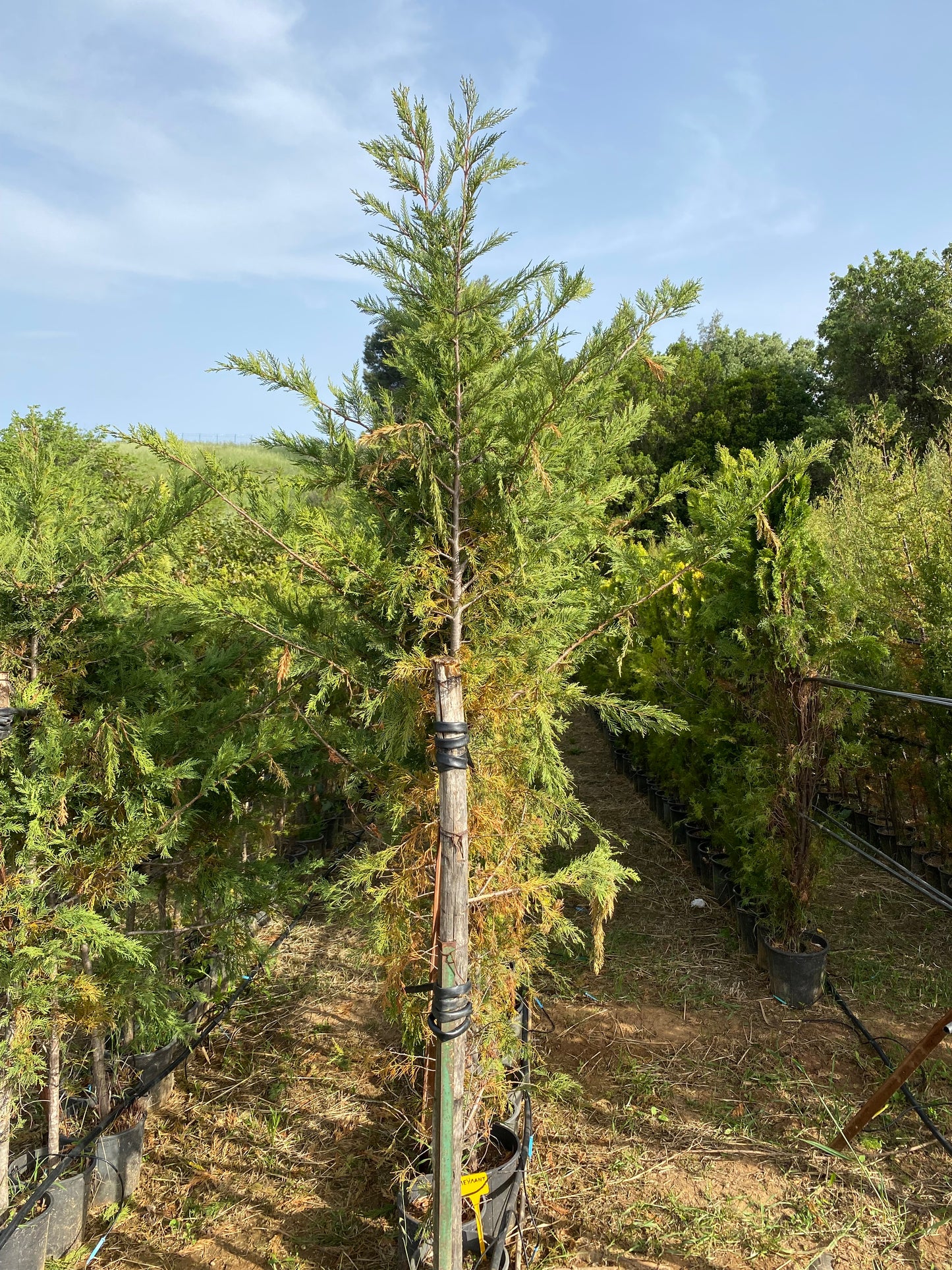 Κυπαρίσσι Λέυλαντ (Cupressus leylandii - Leyland Cypress)