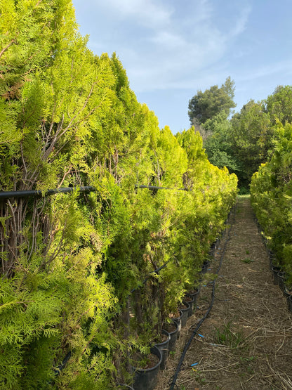 Τούγια (Thuja occidentalis - White cedar)