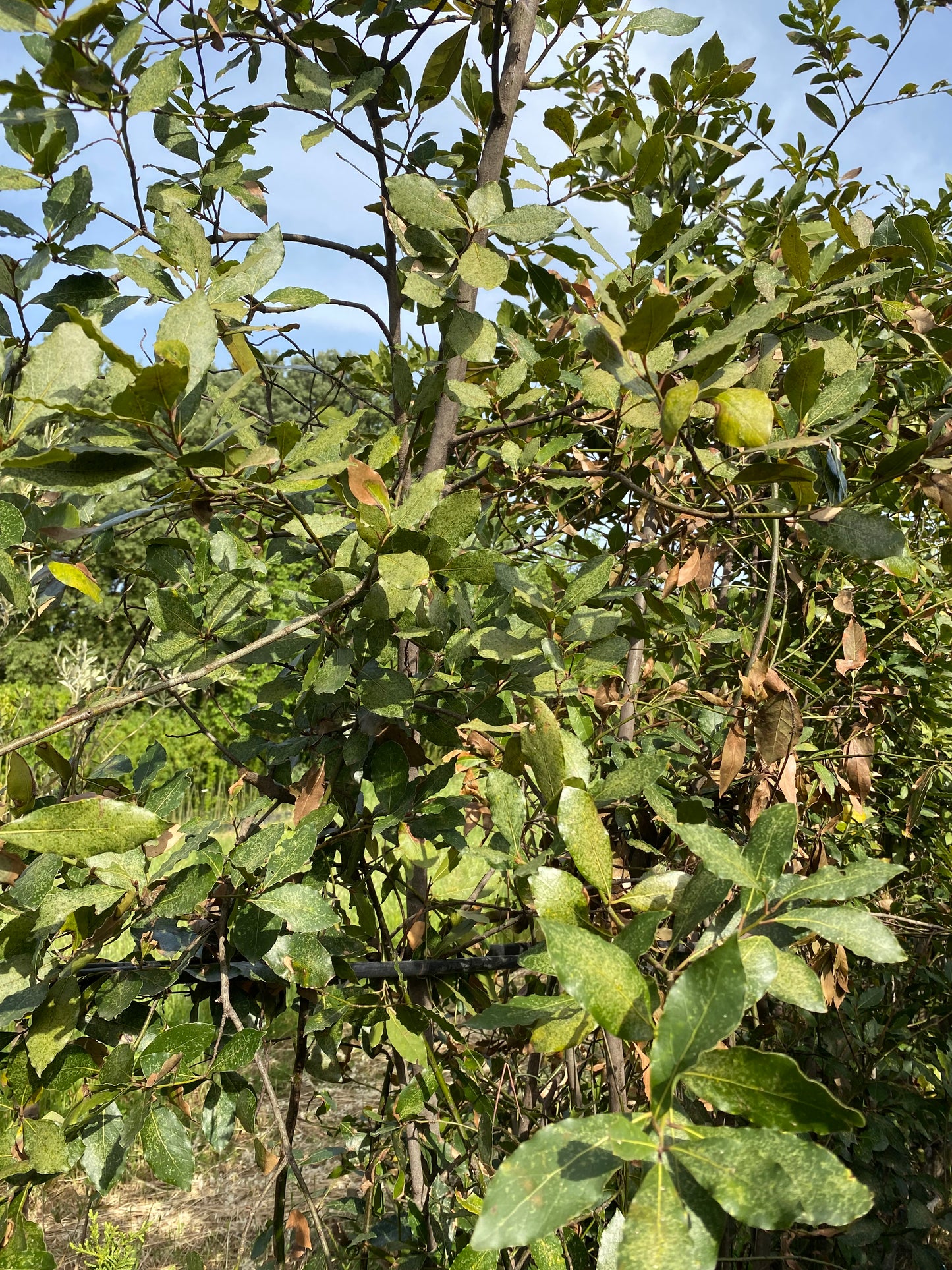 Αριά - Λευκή βελανιδιά (Quercus ilex - Evergreen Oak)
