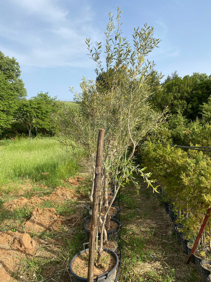 Ελιά (Olea -  Olive Tree)