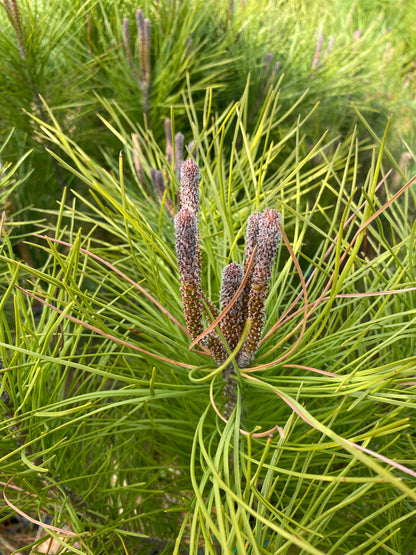 Κουκουναριά (Pinus pinea - Stone Pine)