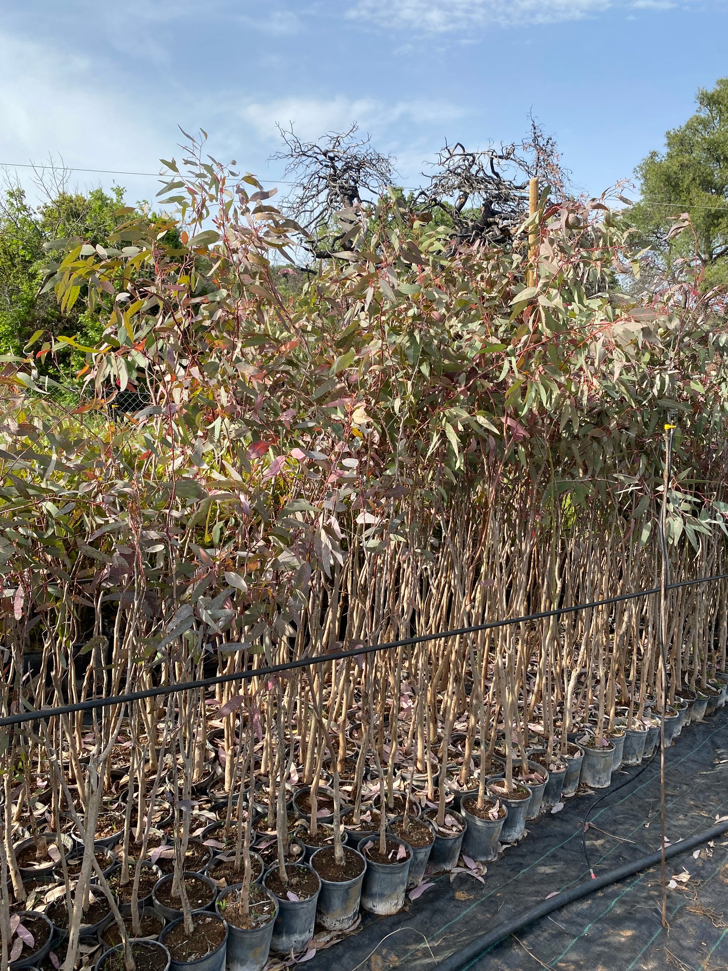 Ευκάλυπτος (Eucalyptus)