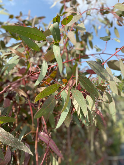 Ευκάλυπτος (Eucalyptus)