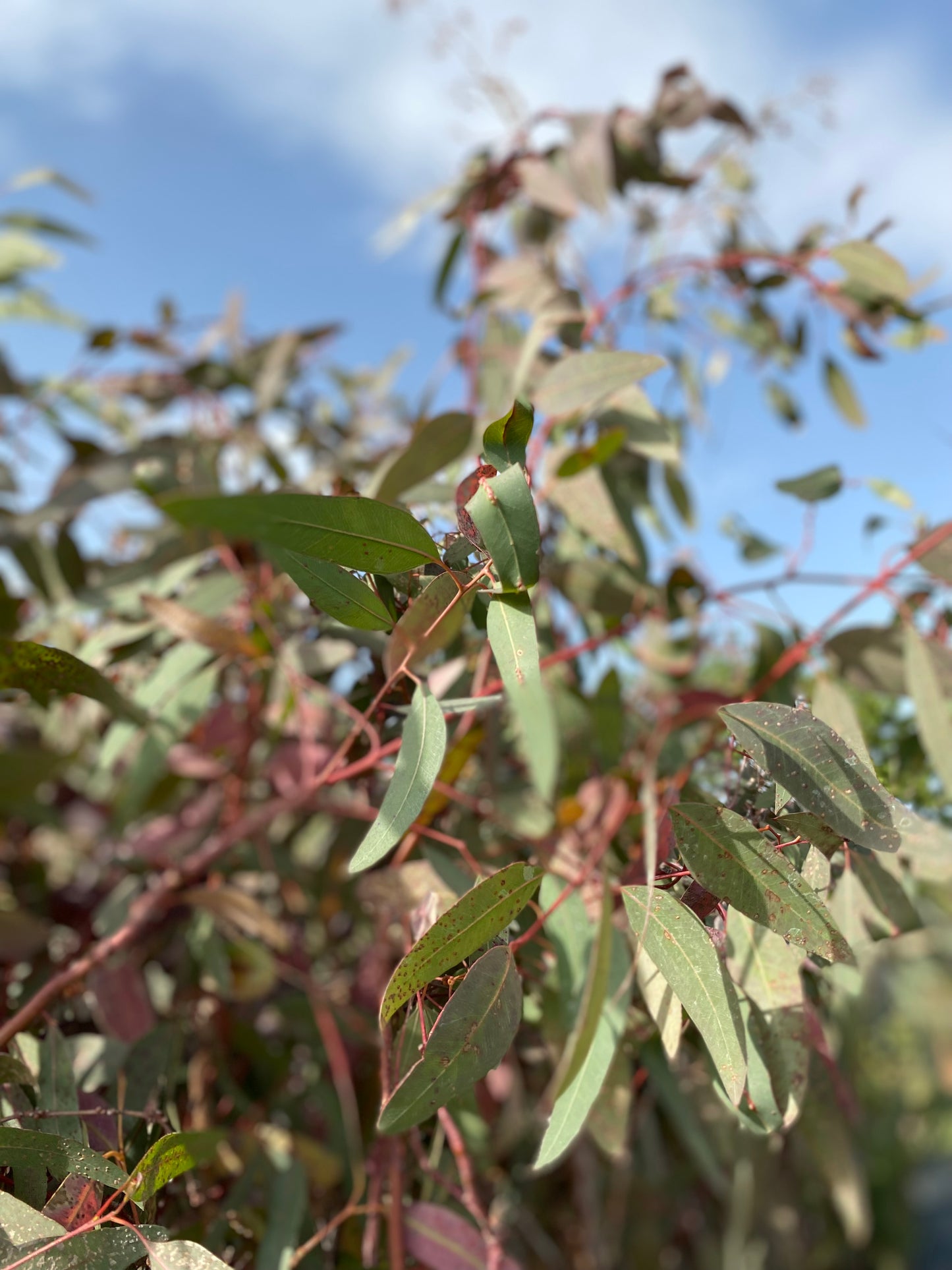 Ευκάλυπτος (Eucalyptus)