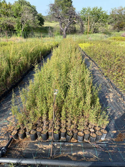 Κυπαρίσσι ορθόκλαδο/ πλαγιόκλαδο (Cupressus - Common Cypress)