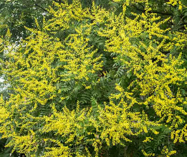 Κερλρευτέρια - Χρυσή βροχή (Koelreuteria paniculata - Goldenrain Tree)