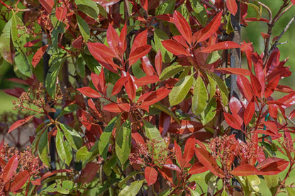 Φωτίνια (Photinia)