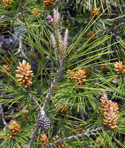 Χαλέπιο πεύκο (Pinus halepensis -  Aleppo Pine)